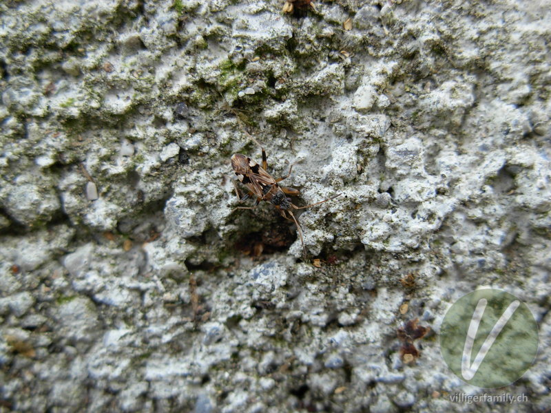 Bodenwanze (Beosus maritimus): Übersicht